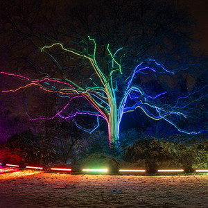 Regenbogenbaum - Neonflex