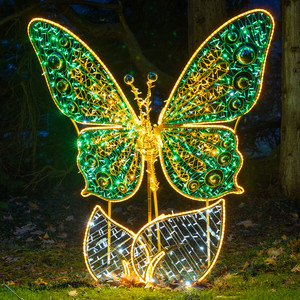 Schmetterling in grün