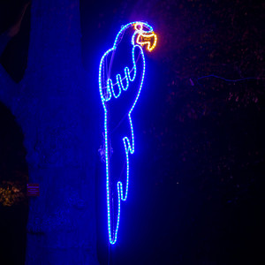 Hyazint Ara mit Lichtpunkten