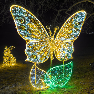 Schmetterling in weiss