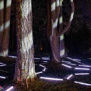 CG Digital Wood