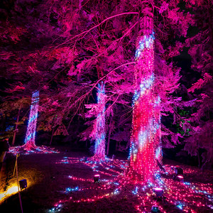 Singing Tree / Firework Tree